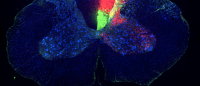 spinal cord sensory and motor tracts